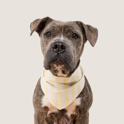 Dog Bandana – Yellow Stripe