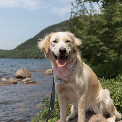 Dog Bandana – Pink Daisy